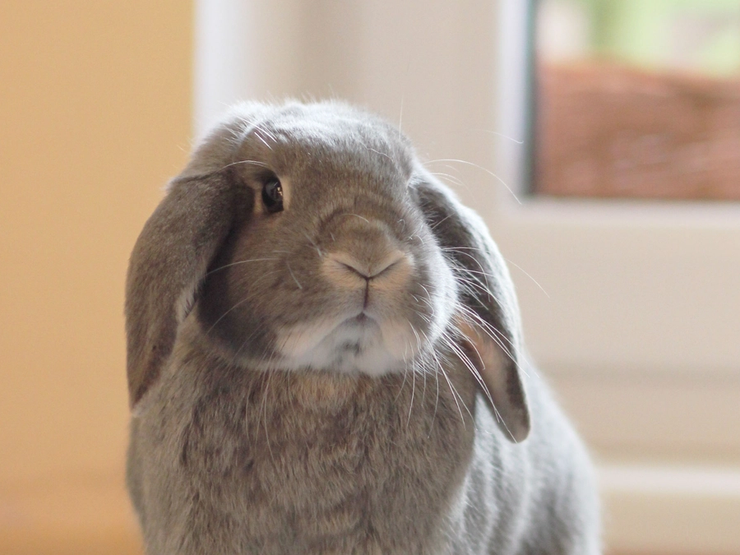 Kaningulsott er en alvorlig og svært smittsom sykdom blant kaniner. Vaksinering og smittevern er avgjørende for å beskytte kjæledyret ditt.