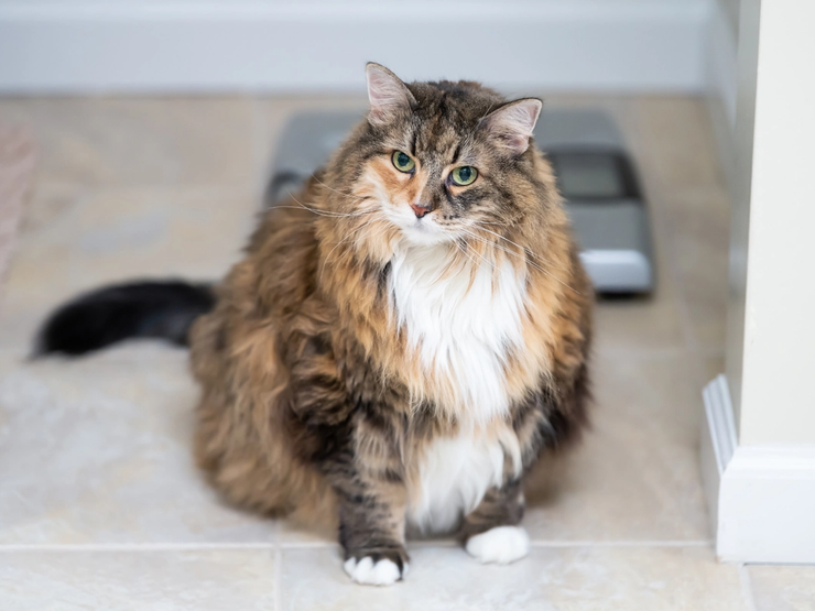 Overvektig katt med lang pels som sitter foran en vekt.
