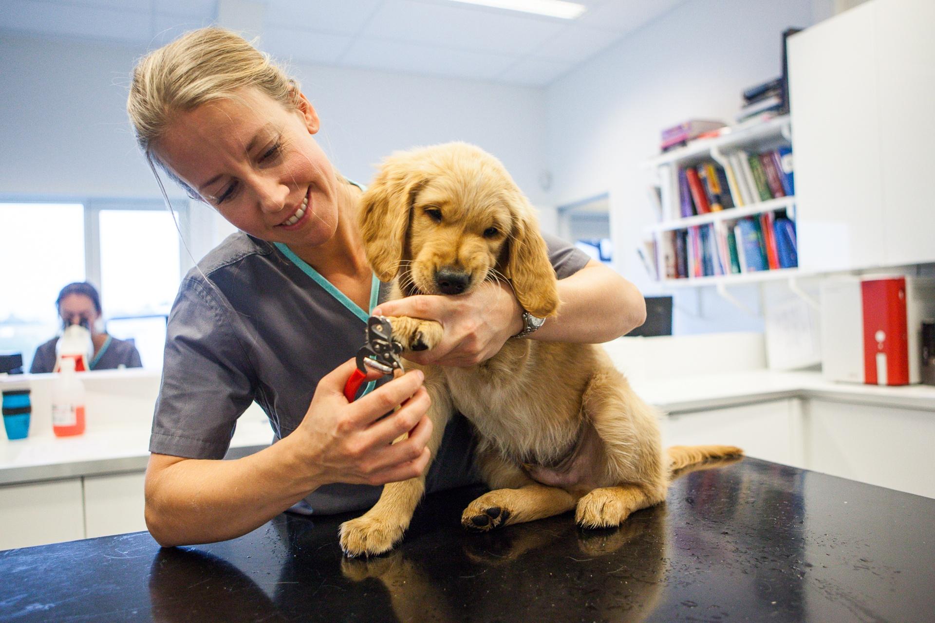 Veterinær som klipper klør