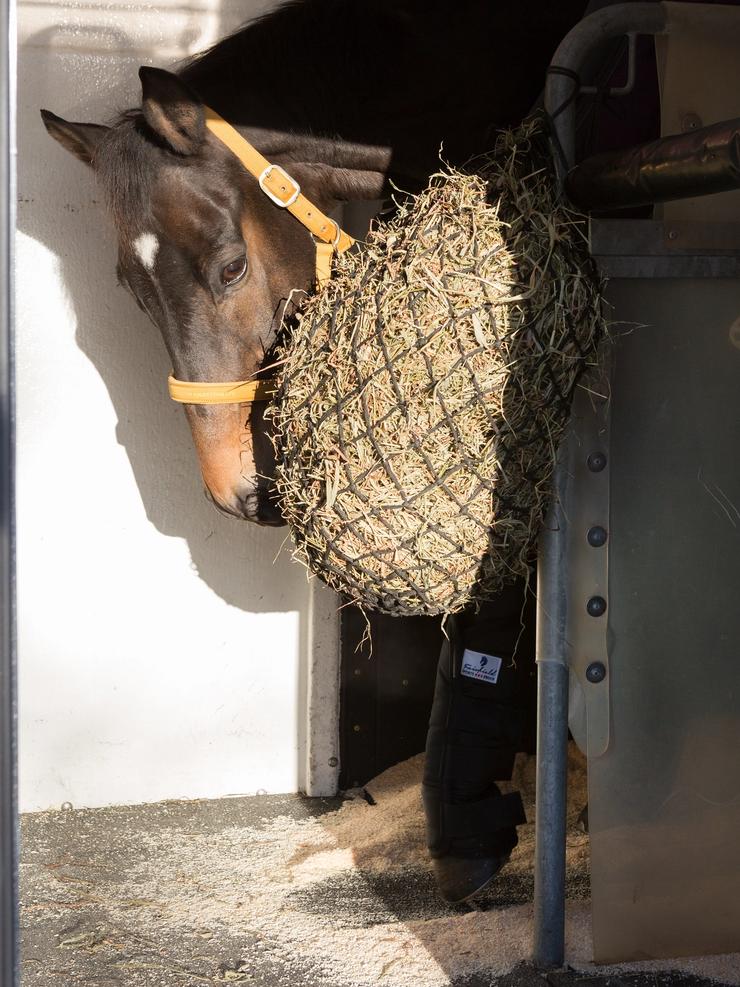 Hest som spiser