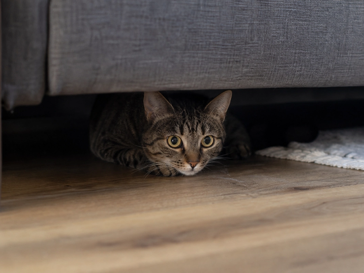 Katt som gjemmer seg under sofaen