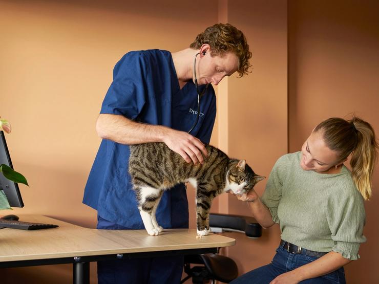 Katt som ser ut av vindu