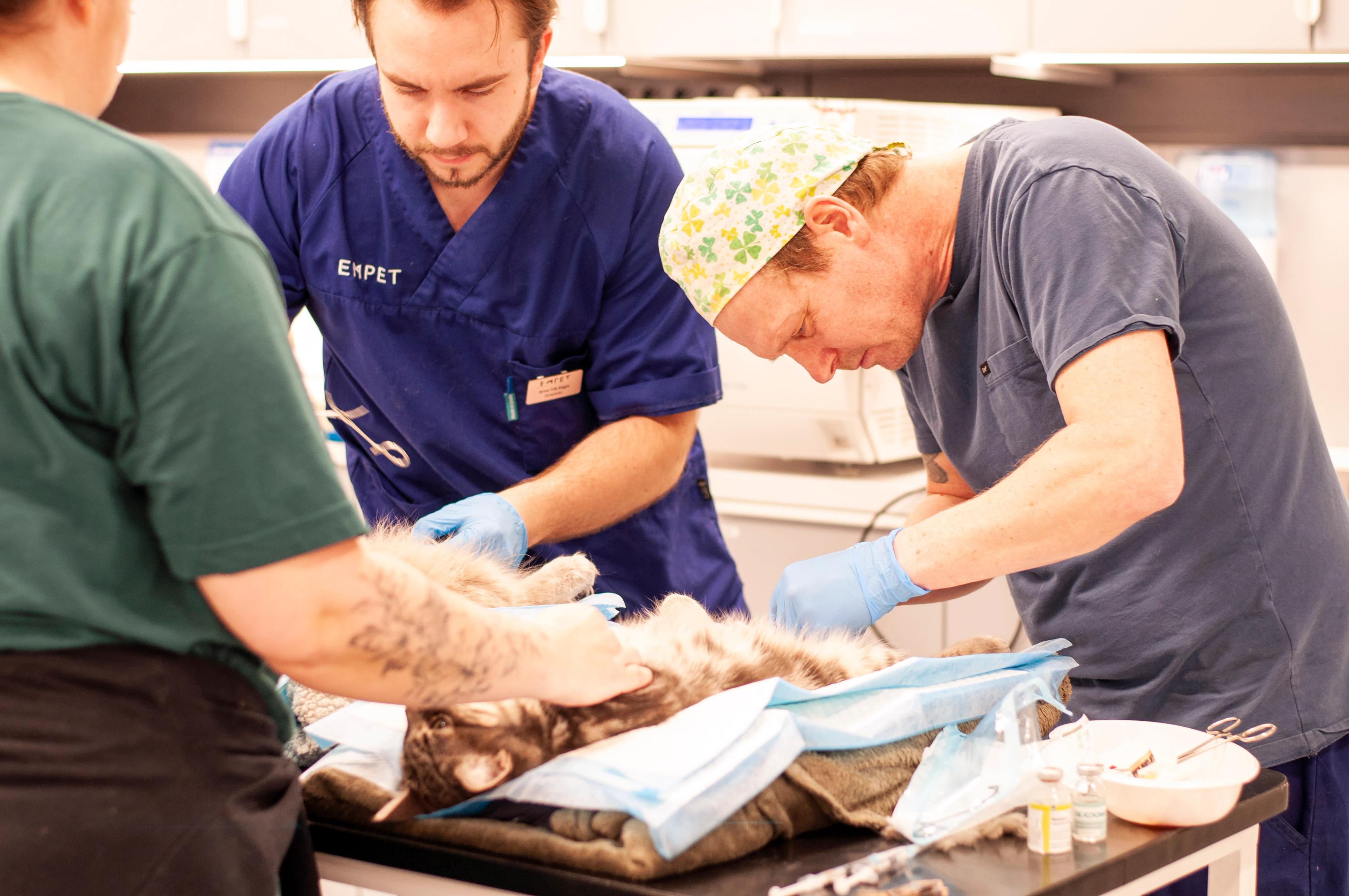 Veterinær Morten Hassel kastrerer hannkatt sammen med dyrepleier Syver Vik Enger og frivillig fra Dyrebeskyttelsen.