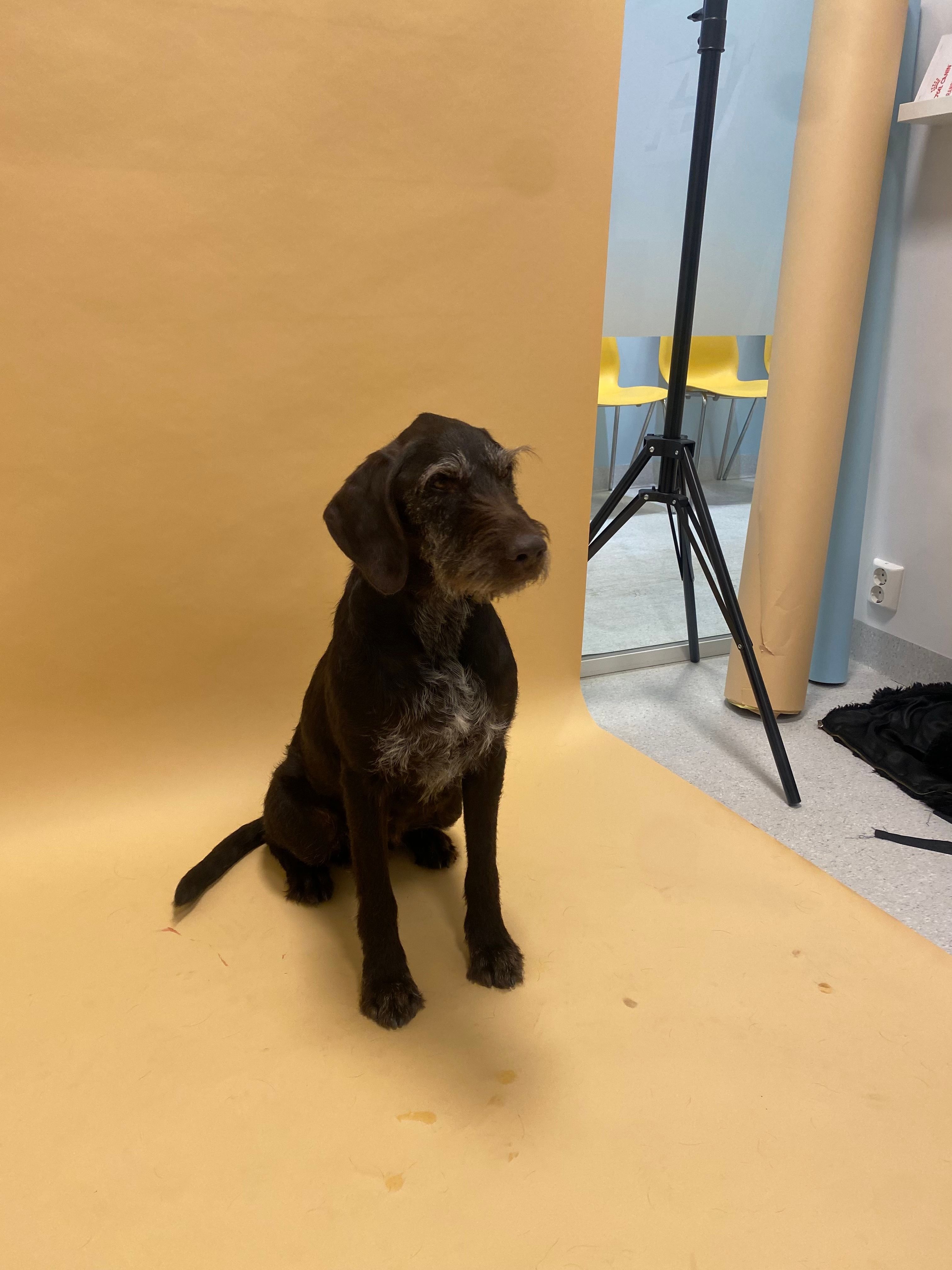 bilde av hunder og katter under feiringen