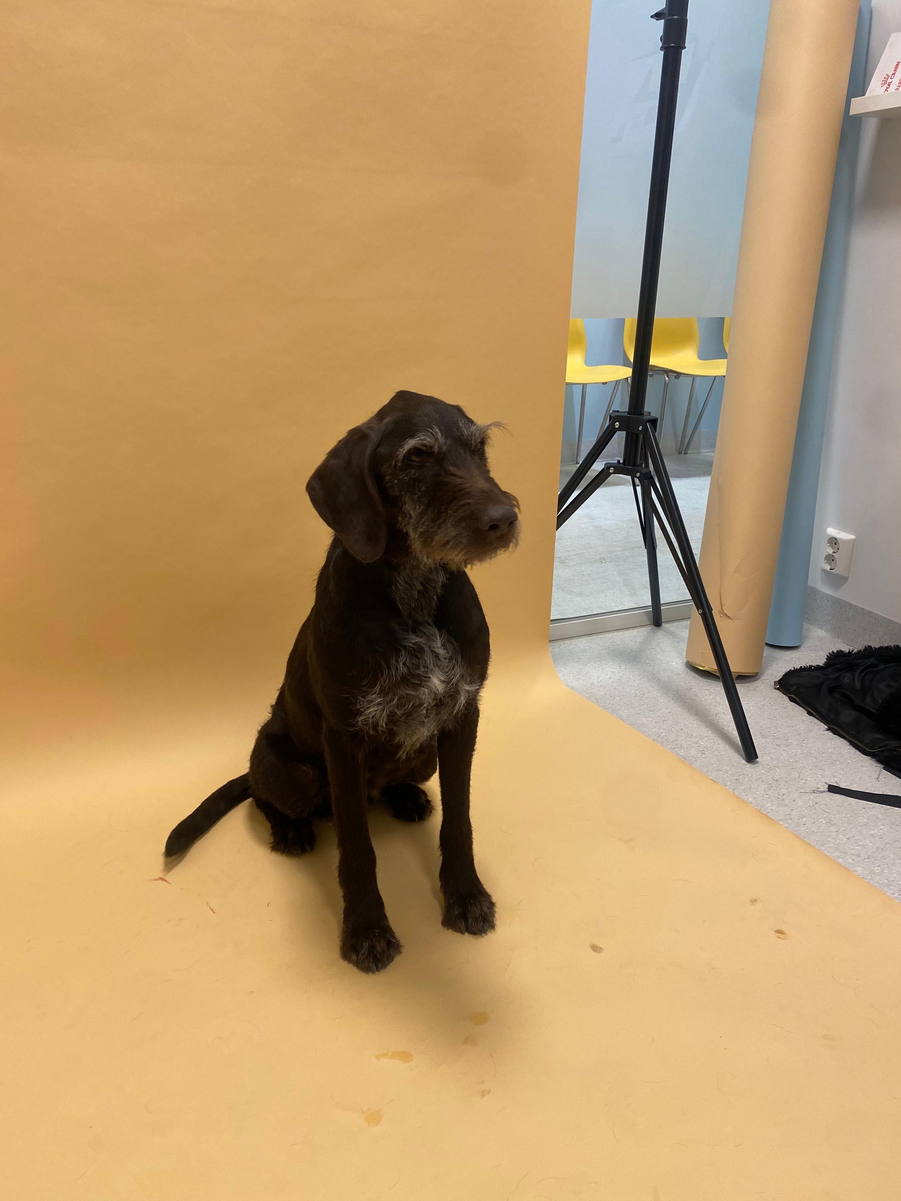 bilde av hunder og katter under feiringen