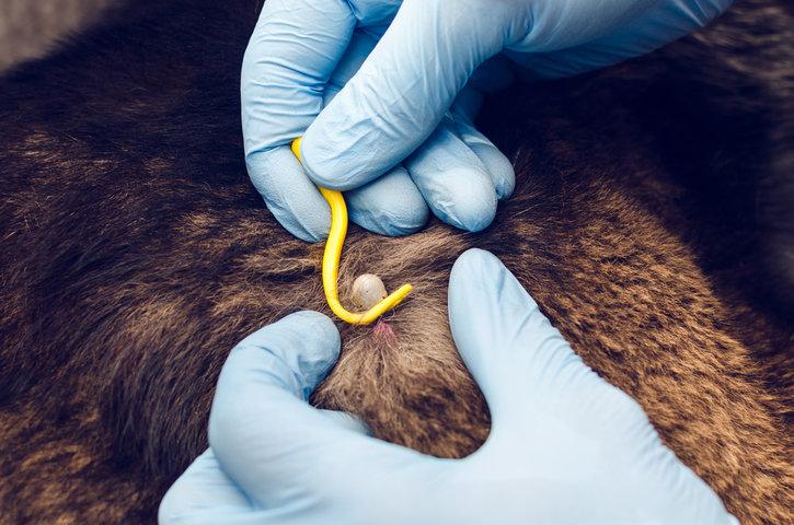 En person fjerner en flått fra en hunds hud ved hjelp av en spiss pinsett. Flåtten sitter festet nær huden, og fjerning gjøres forsiktig for å unngå infeksjon.