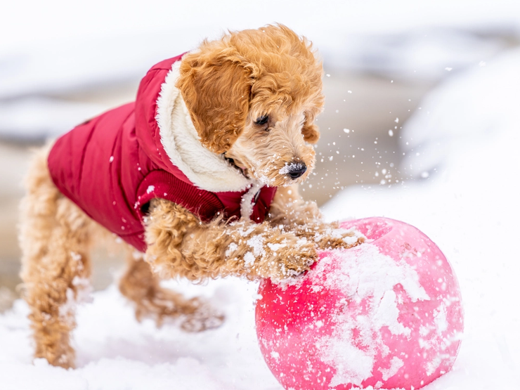 En søt hund som leker i snøen – husk potepleie for en trygg og komfortabel vinter.