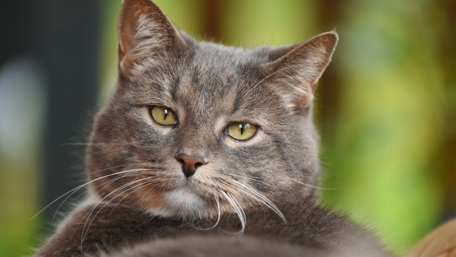 Nærbilde av en gammel katt med myk pels og rolige øyne – et kjærlig blikk på alderdom hos kjæledyr.