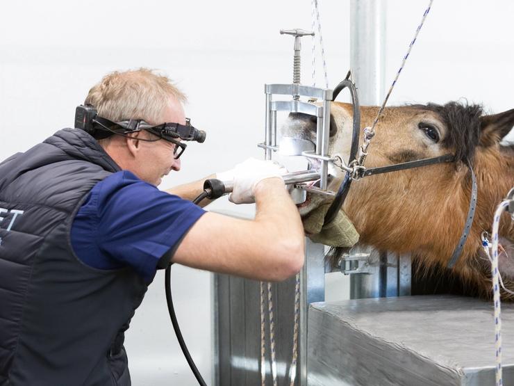 En dag på hesteklinikken - del 2