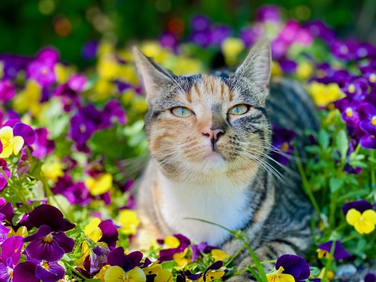 Katt som koser seg i blomsterbed