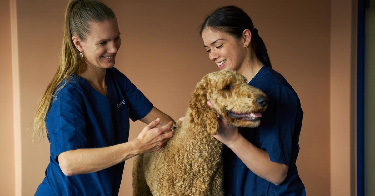 EMPET Dyreklinikk - Din veterinær og dyreklinikk med kort ventetid