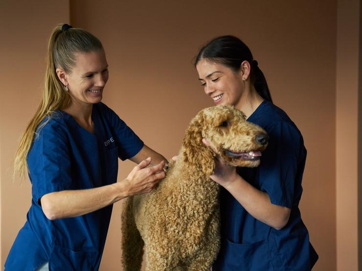 hund blir undersøkt av veterinær