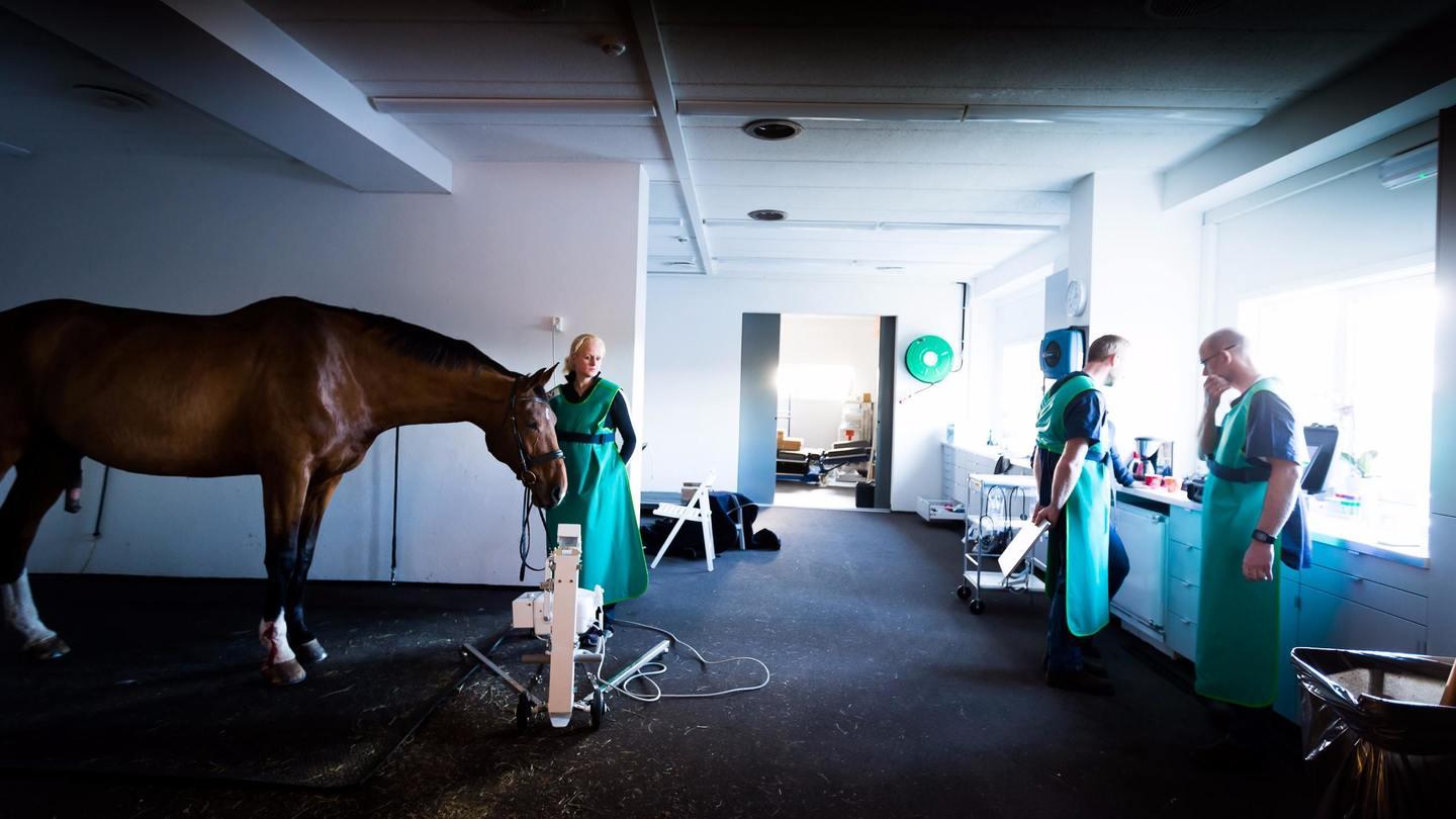 Røntgen av hest