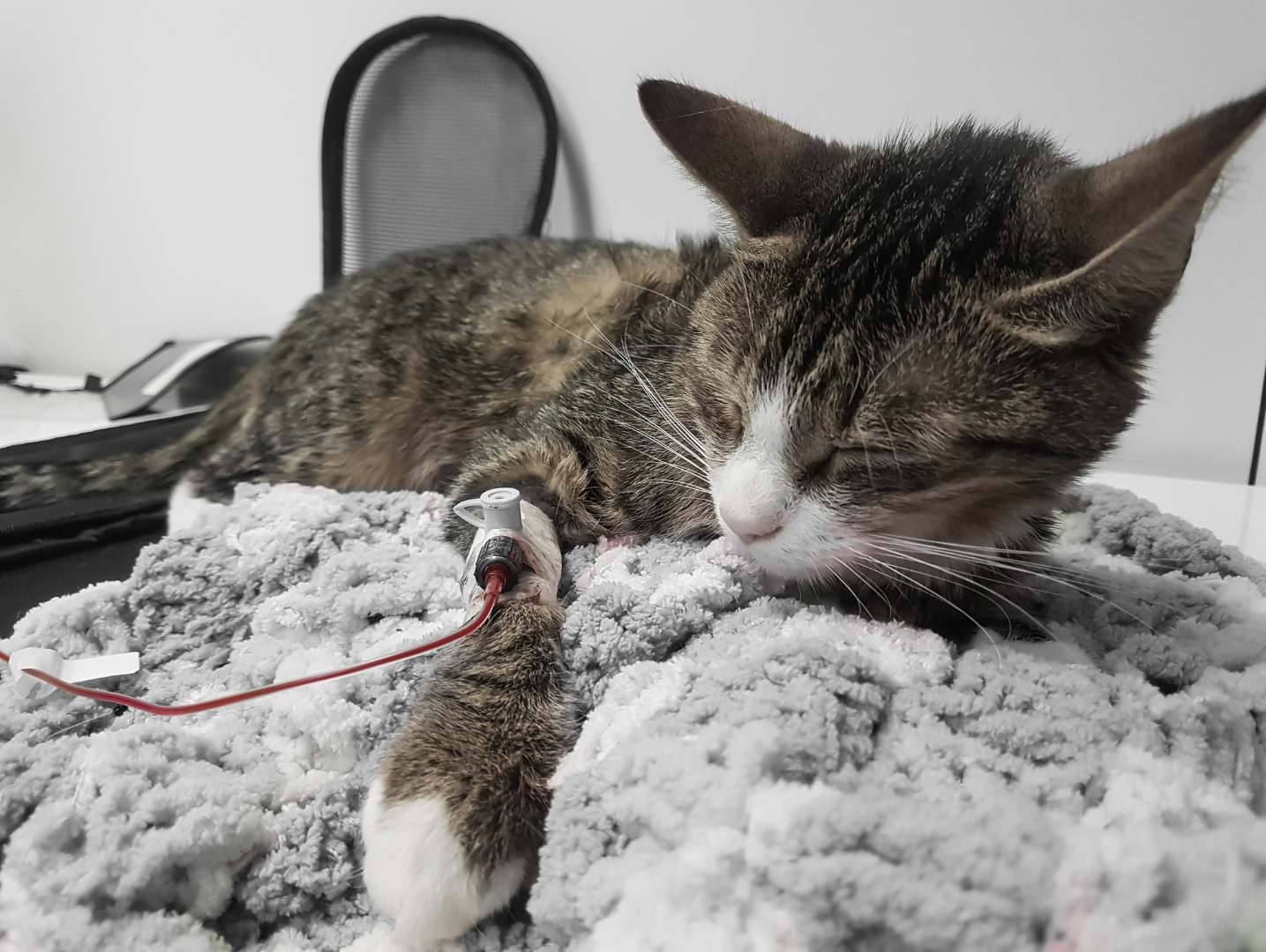 Katt som mottar blodtransfusjon.