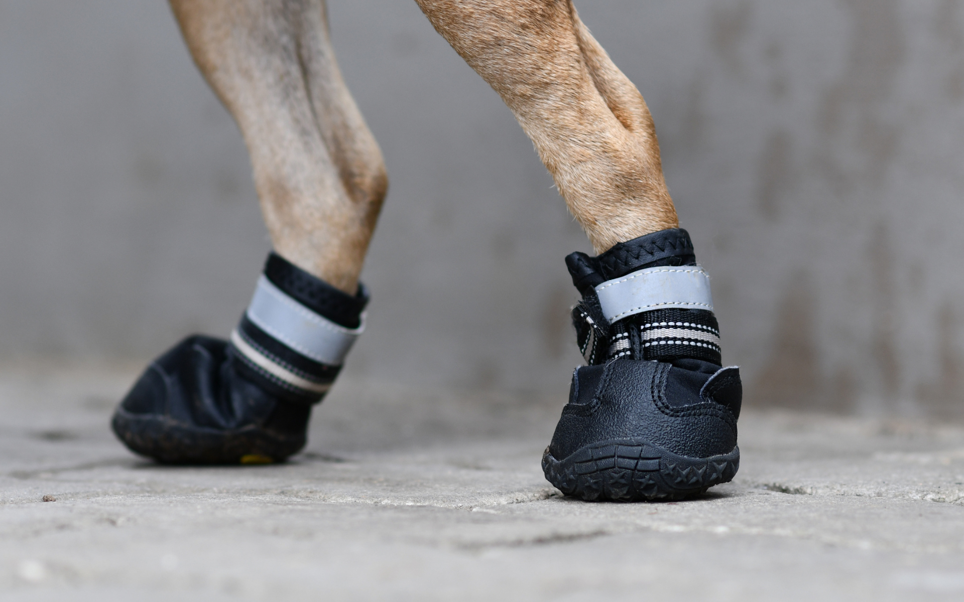 Potesokker gir beskyttelse mot kulde, salt og skarpe underlag for hundens poter i vinter.