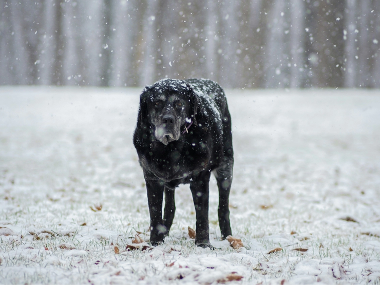 Hunden går fortsatt på tur, men henger mer bak, og er noe stiv når han reiser seg etter hvile. Dette kan være tidlige tegn på leddsmerte.