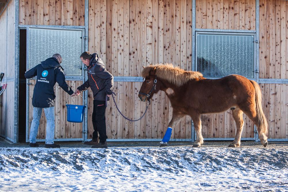 Kaspar har våknet etter operasjonen og skal stå i uteboks til eier Nadia henter han på ettermiddagen.