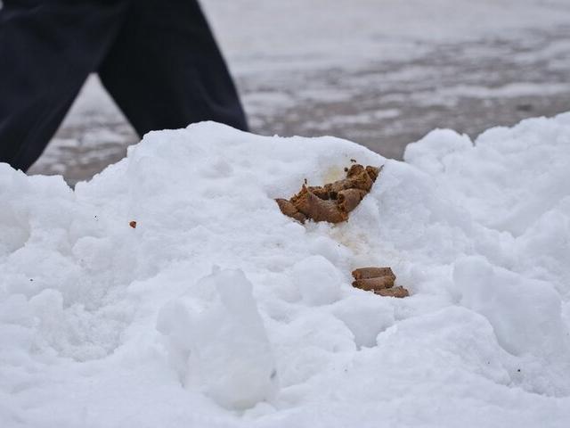 Vårsmelting avdekker råtnende organisk materiale og avføring, som forårsaker vond lukt.
