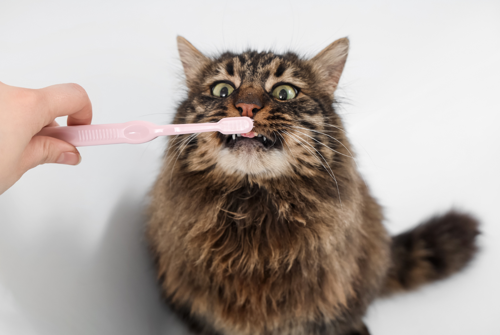 Katt som pusser tenner