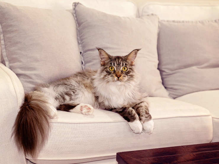 Maine Coon-katt med lang pels ligger på en lys sofa. Viktig med riktig pelspleie for å unngå floker og røyting.