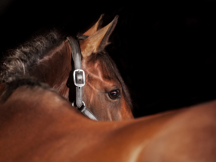 Når hesten trenger akutt hjelp, teller hvert minutt. EMPET Hest Bjerke senker terskelen for å oppsøke veterinær på vakt.