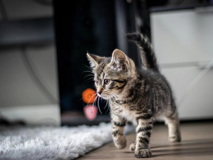 Kattunge utforsker hjemmet sitt – trygg start på livet.