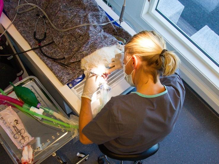 Katt på operasjonsbordet som blir operert av kirurg