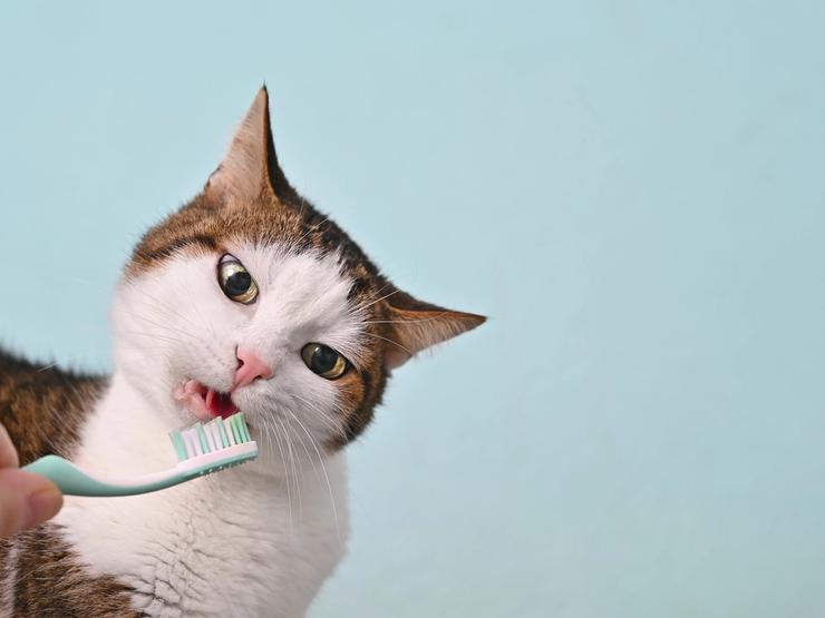 katt som pusser tenner