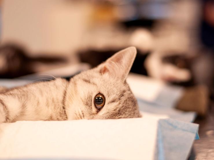 Katt ligger på operasjonsbord under veterinærbehandling.