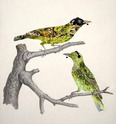 Two green birds wearing headsets