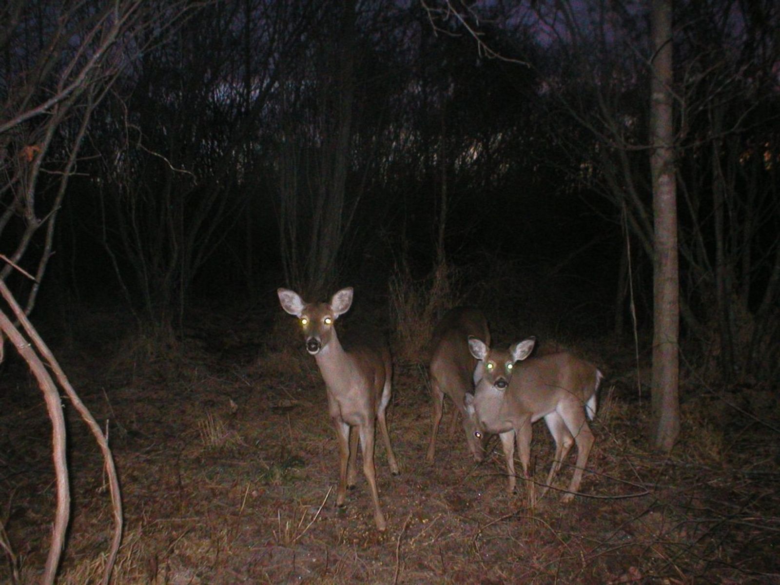 Maja Hannisdal: Venison