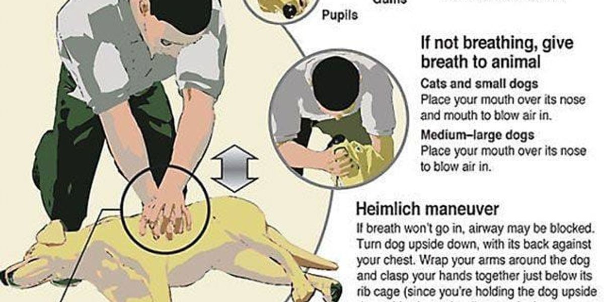 Primeiros socorros: sinais vitais, massagem cardíaca e Heimlich