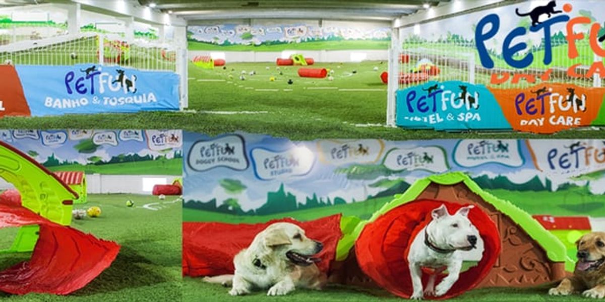 Creche canina: moda ou necessidade? Benefícios para o seu cão