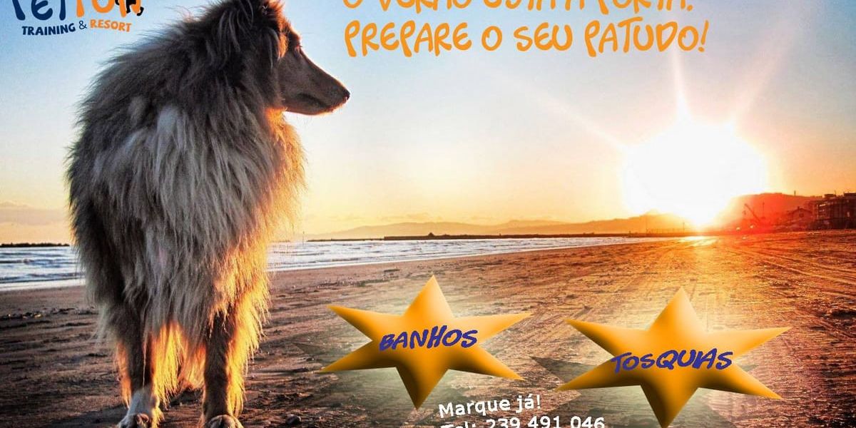 Golpes de calor em cães: como prevenir