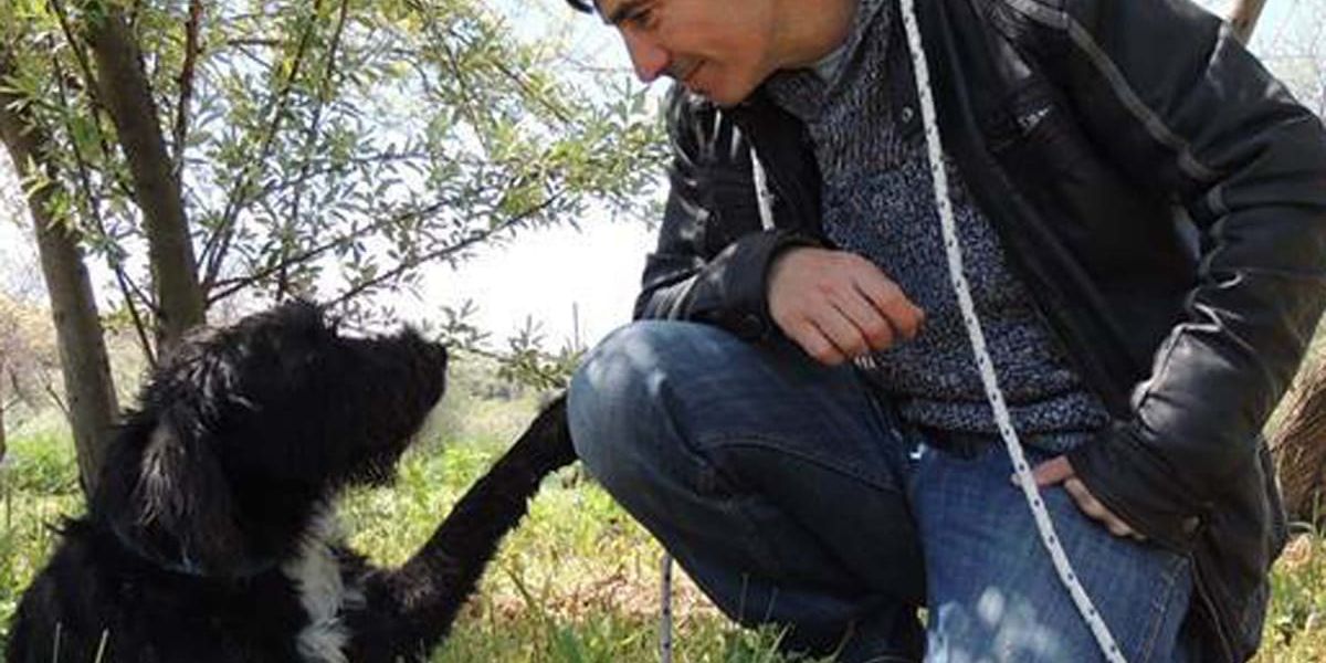 Cães com trela: como tornar os passeios mais calmos