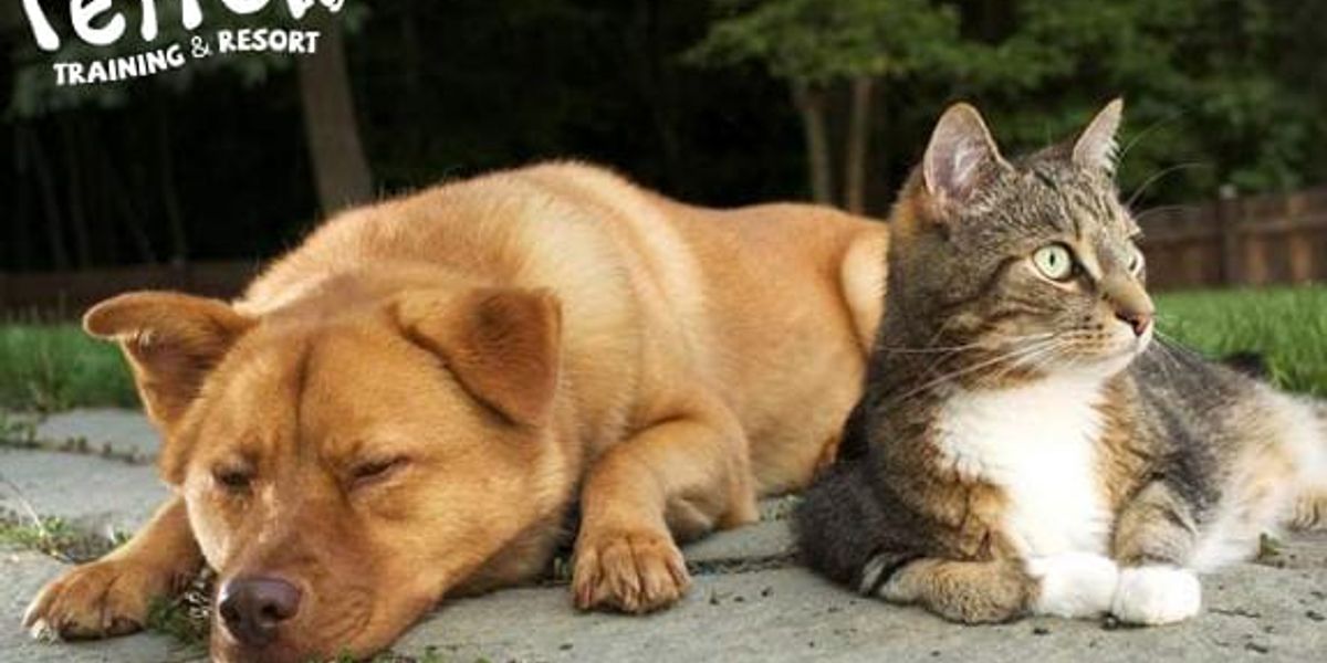 Perdi o meu cão: o que fazer para o encontrar