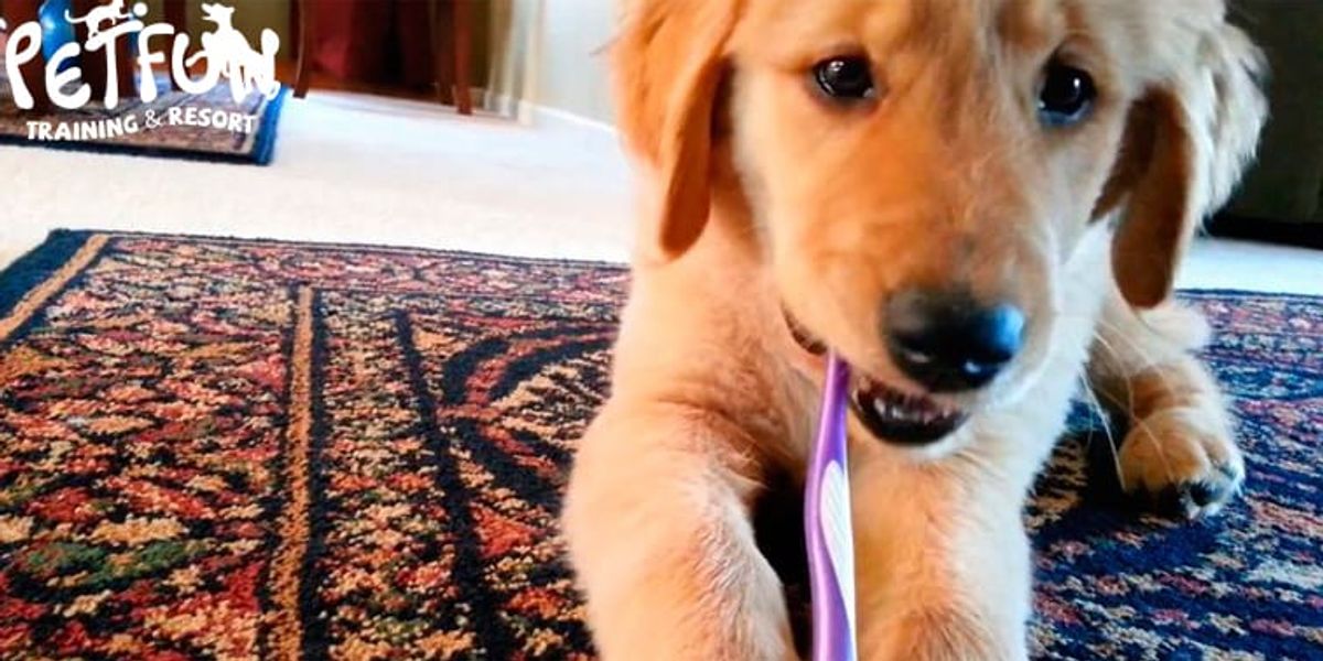 Lavar os dentes ao cão: como e com que frequência?