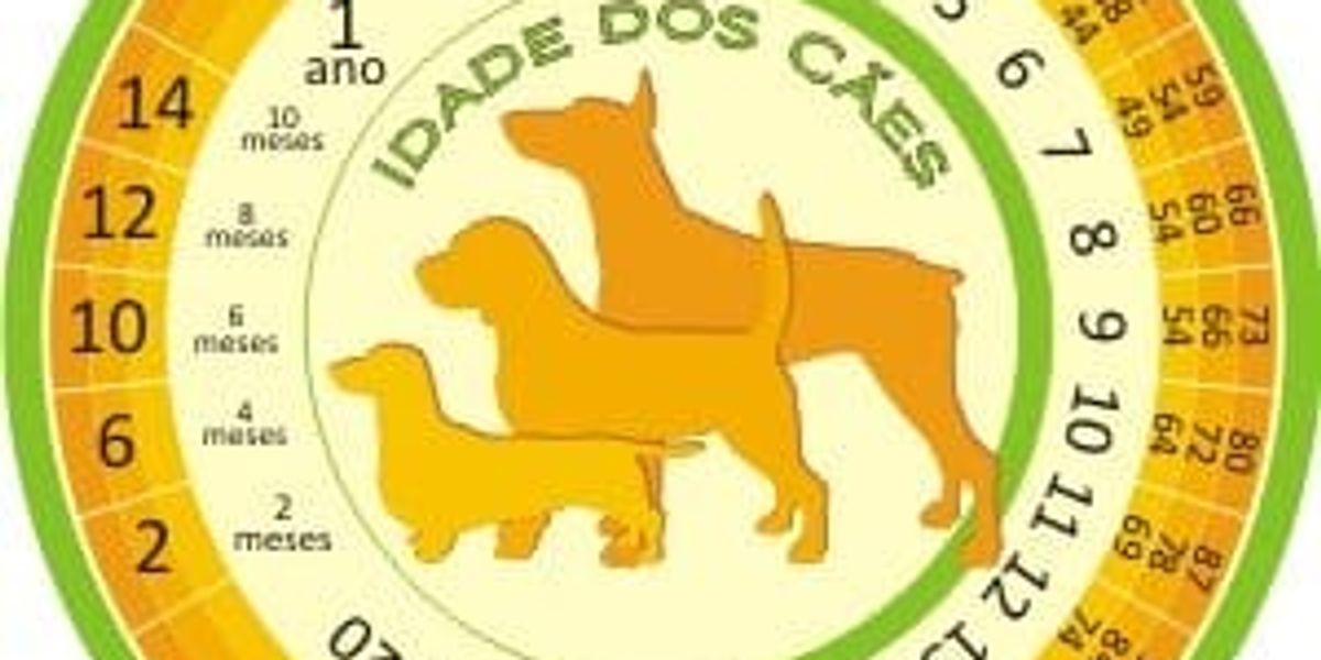 Como calcular a idade do cão em anos humanos