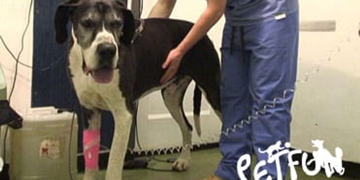 Torção gástrica em cães: pode ser fatal