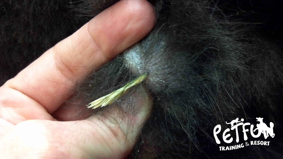 Cuidado com as praganas em cães e gatos