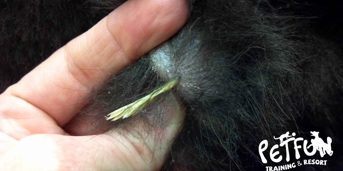 Cuidado com as praganas em cães e gatos