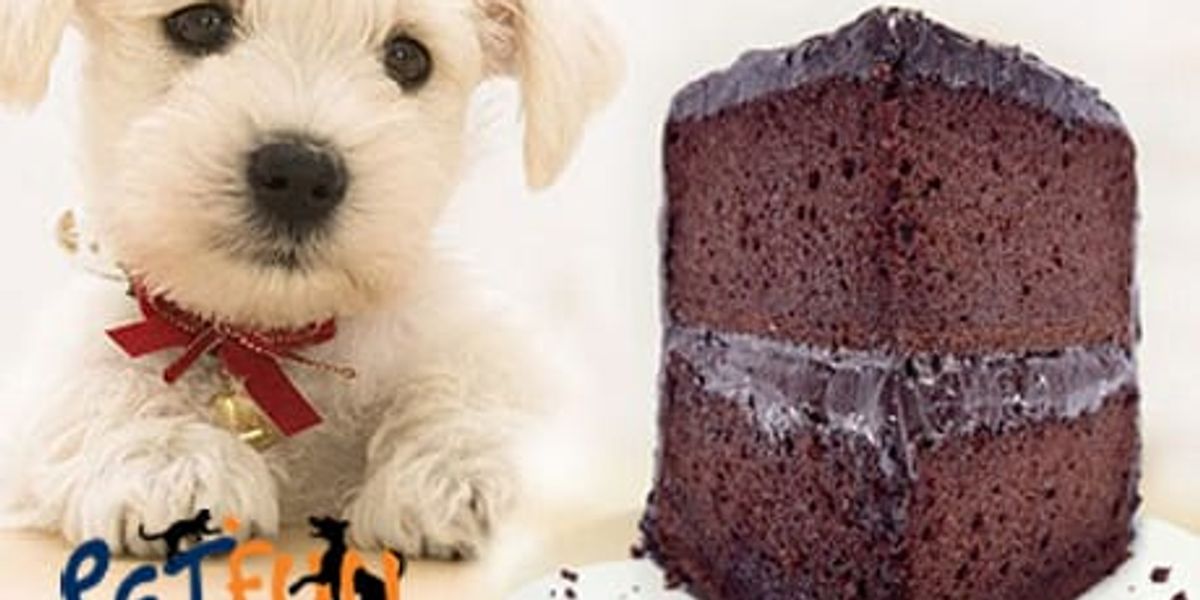 12 alimentos tóxicos que podem matar o seu cão