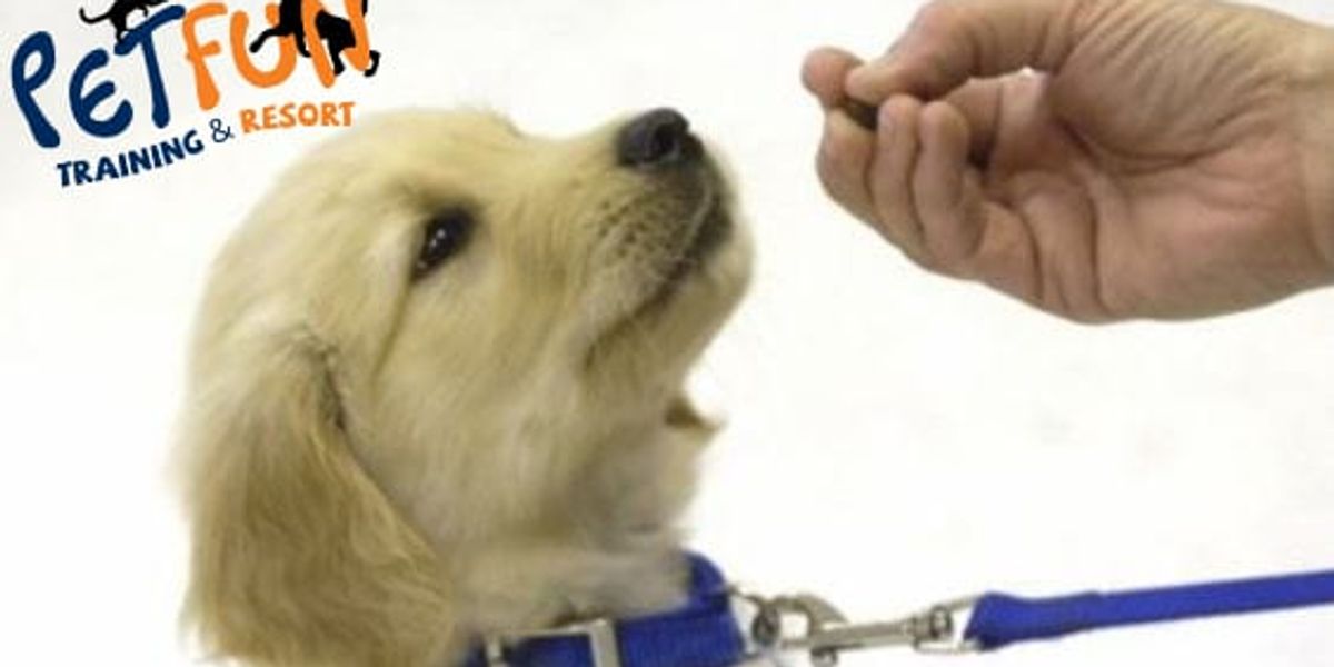 10 princípios de treino canino para educar o seu cão