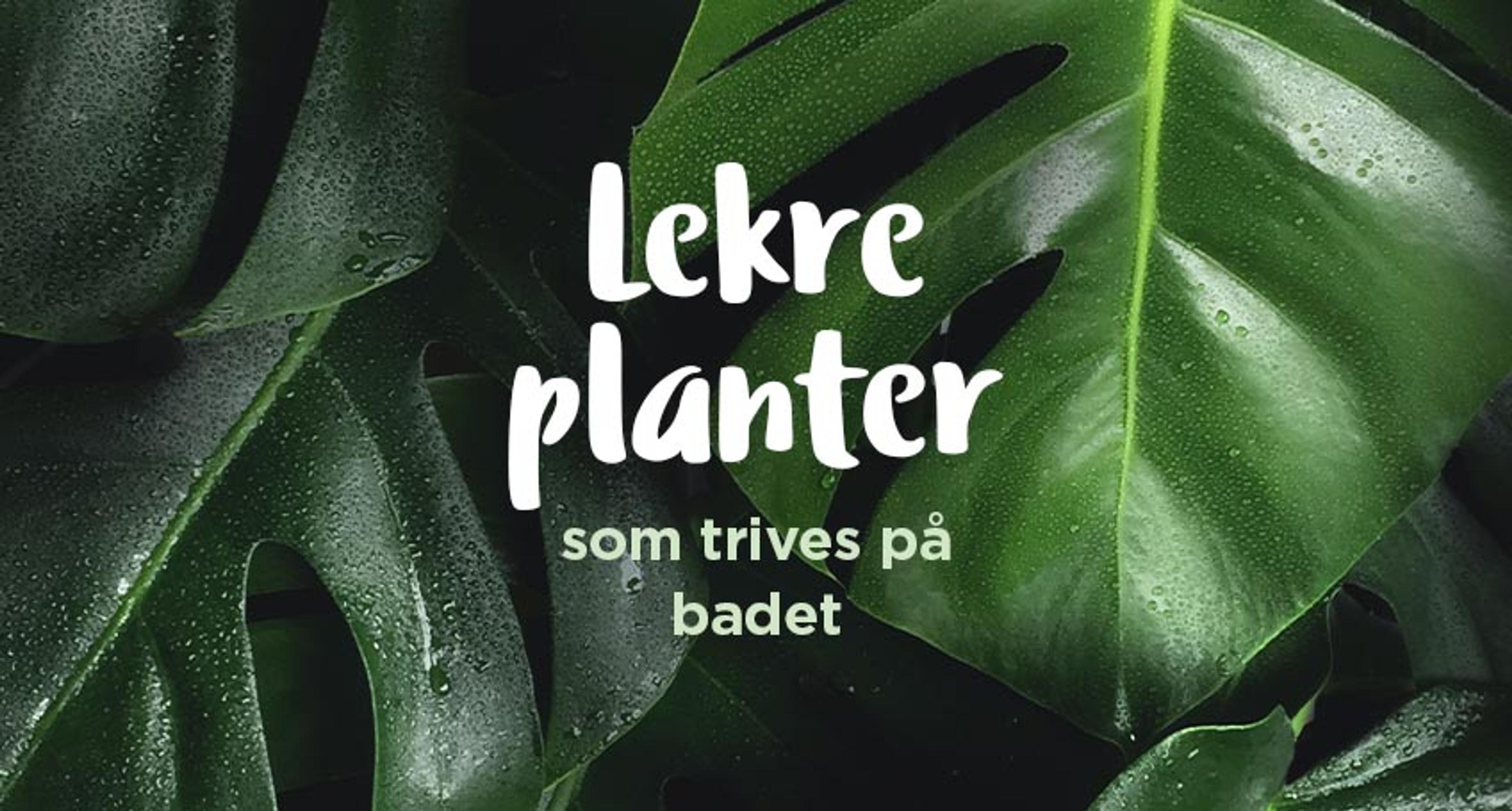 Grønne planter til badet
