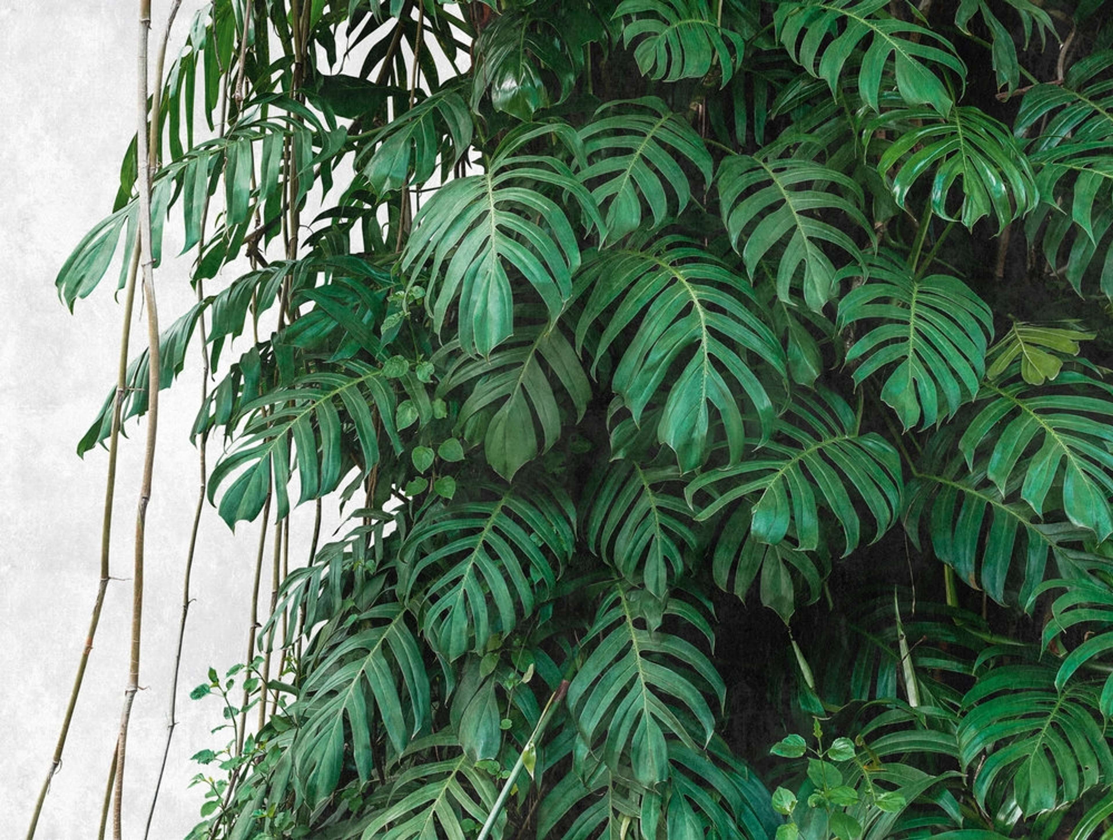 Botanic & Jungle tapet med botaniskt mönster i grön. Från kollektionen The Wall. Nonwoven-material. Passar i vardagsrum och matsal.