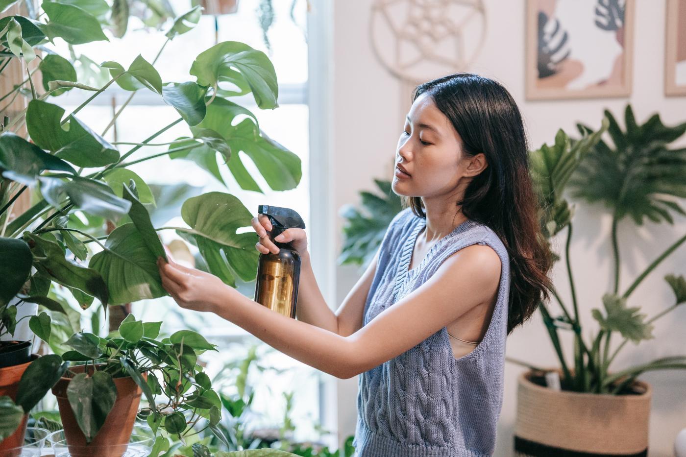 Spray plantene med grønnsåpevann