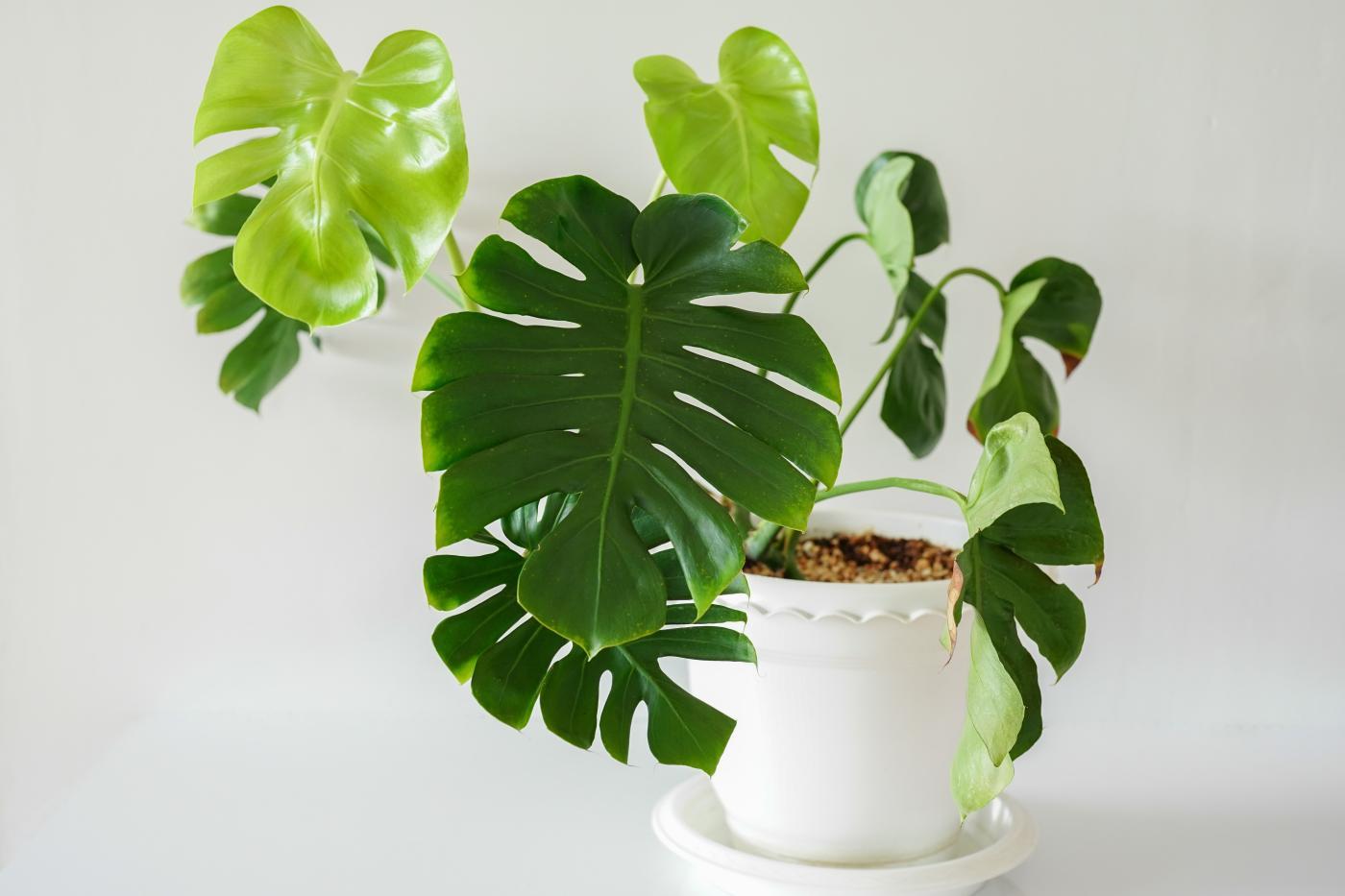 Grønn plante