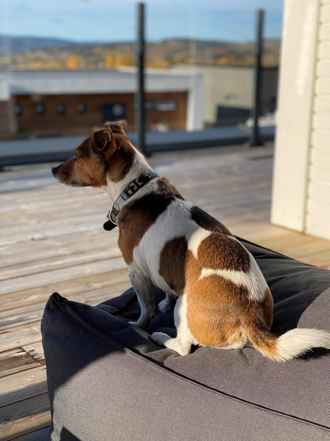 Hunden titter ut
