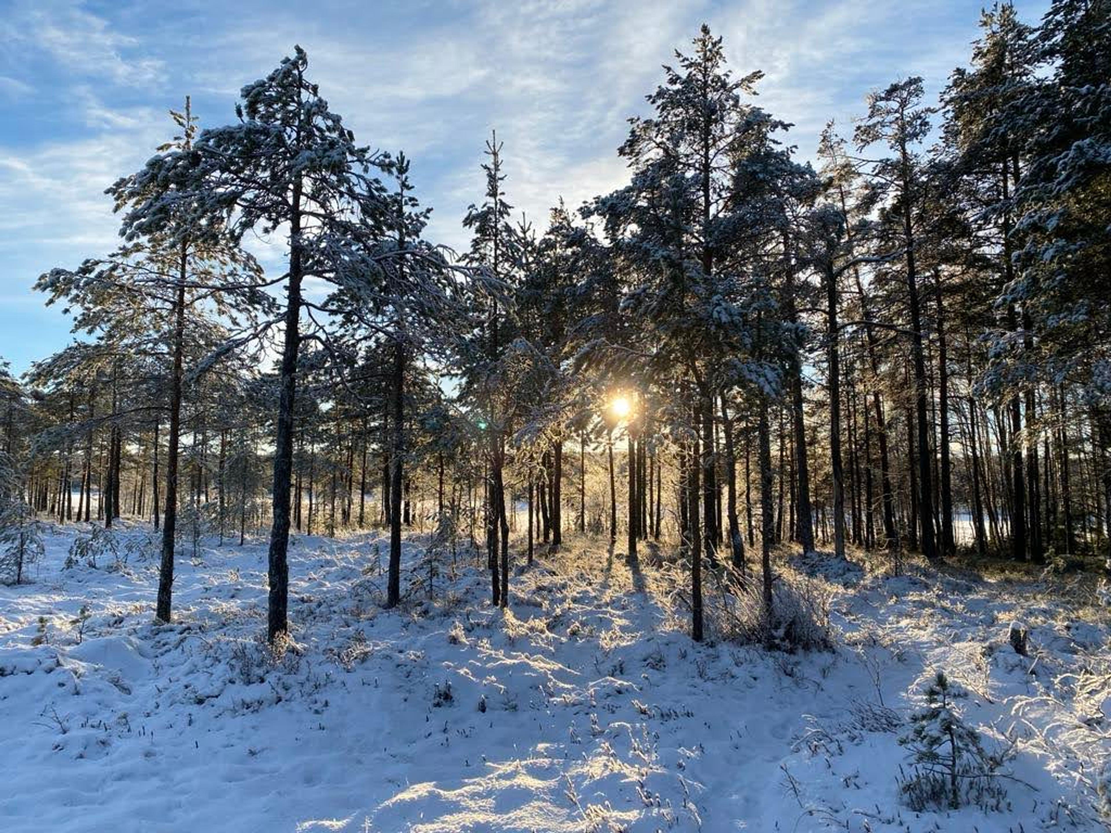 Skogen på vinteren
