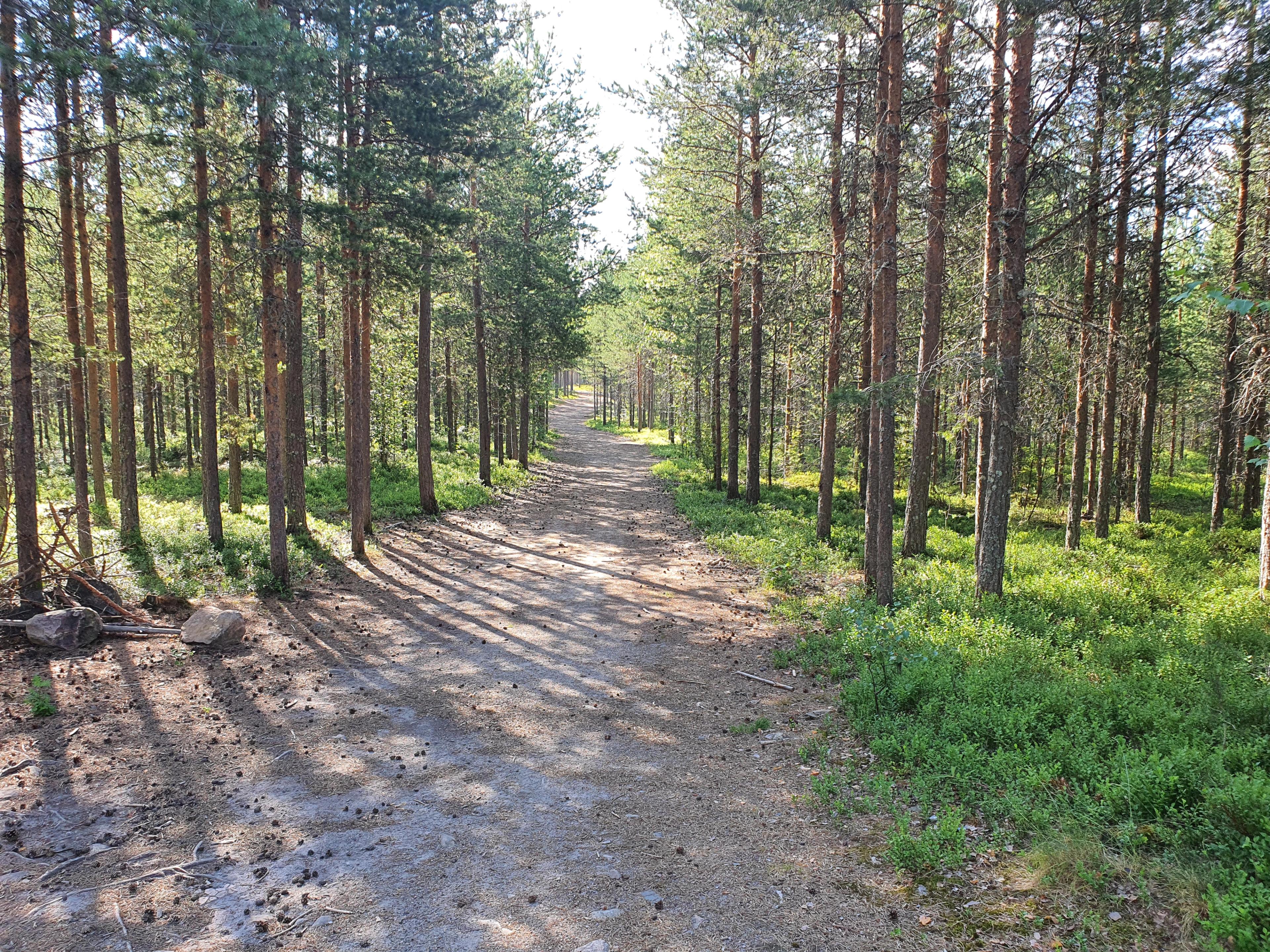 Skogen